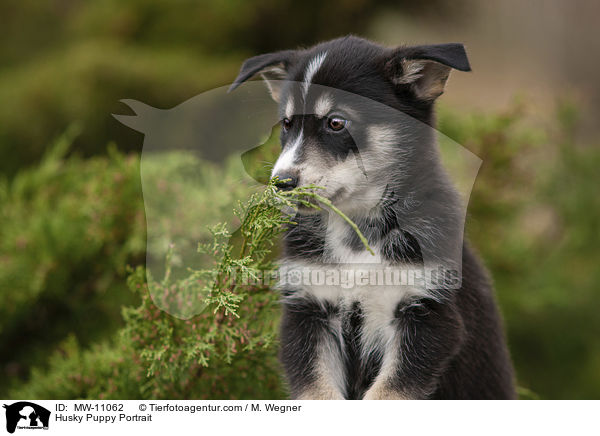 Husky Puppy Portrait / MW-11062