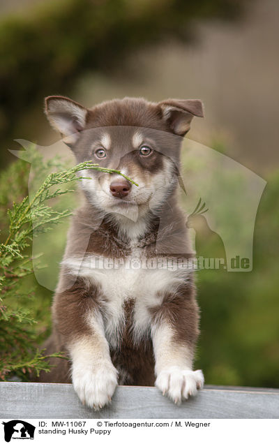 standing Husky Puppy / MW-11067