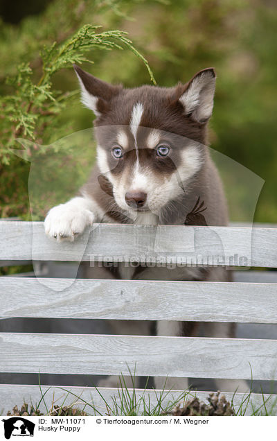 Husky Puppy / MW-11071