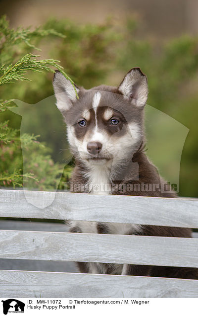 Husky Puppy Portrait / MW-11072