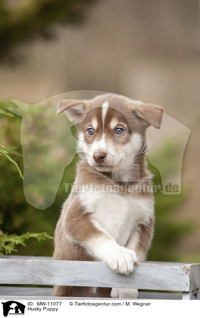 Husky Puppy / MW-11077