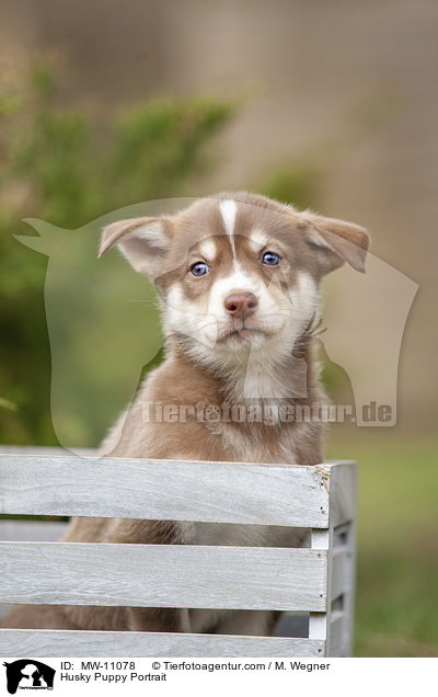 Husky Puppy Portrait / MW-11078