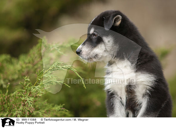 Husky Puppy Portrait / MW-11088