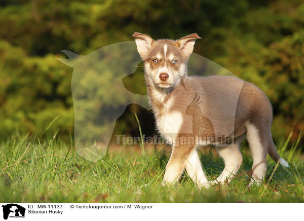 Siberian Husky / MW-11137