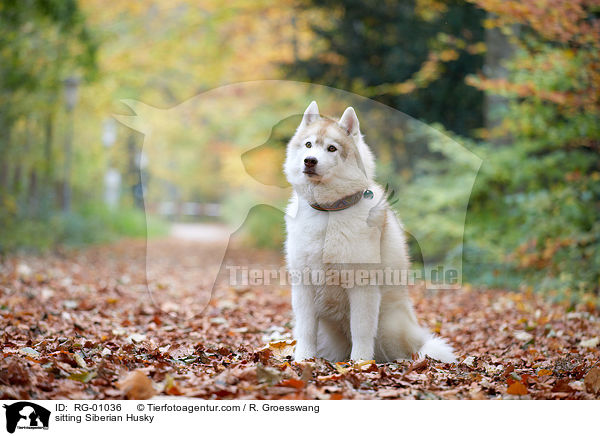 sitzender Siberian Husky / sitting Siberian Husky / RG-01036