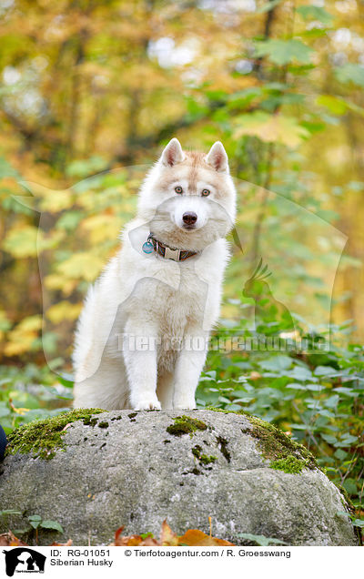 Siberian Husky / Siberian Husky / RG-01051