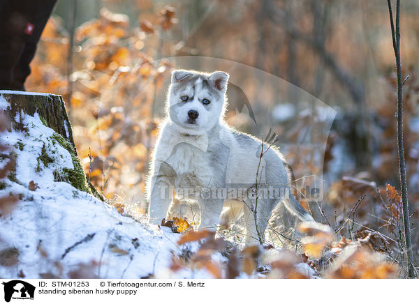 stehender Siberian Husky Welpe / standing siberian husky puppy / STM-01253