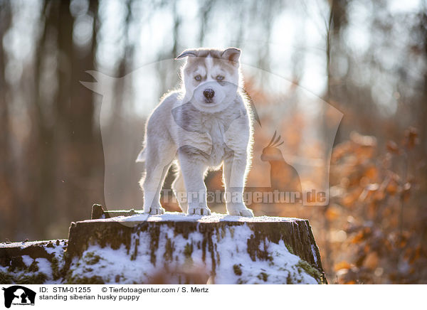 standing siberian husky puppy / STM-01255