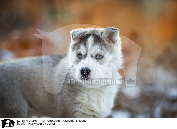Siberian Husky Welpe Portrait / Siberian Husky puppy portrait / STM-01260