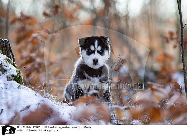 sitting Siberian Husky puppy / STM-01262
