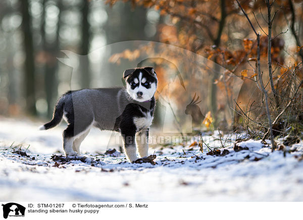 standing siberian husky puppy / STM-01267