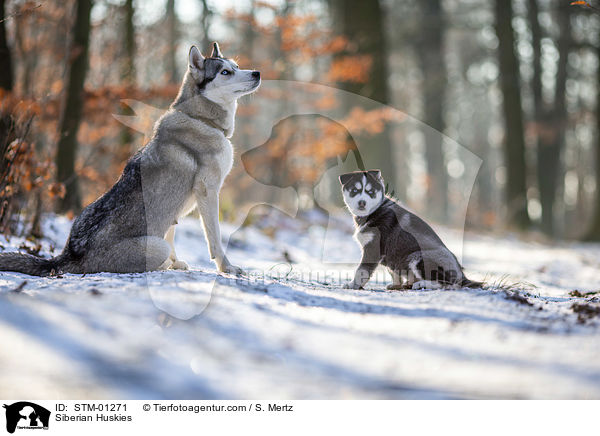 Siberian Huskies / Siberian Huskies / STM-01271