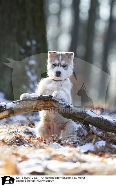 sitting Siberian Husky puppy / STM-01282