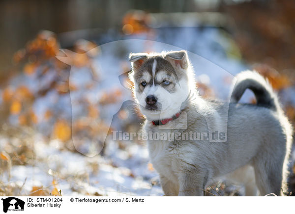 Siberian Husky / STM-01284