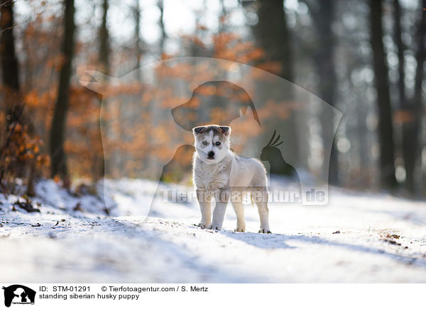 stehender Siberian Husky Welpe / standing siberian husky puppy / STM-01291