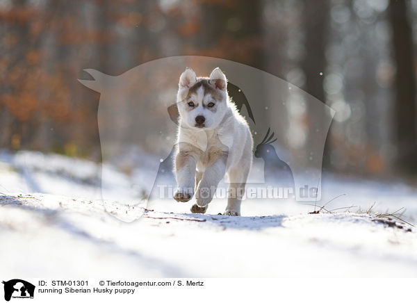 running Siberian Husky puppy / STM-01301