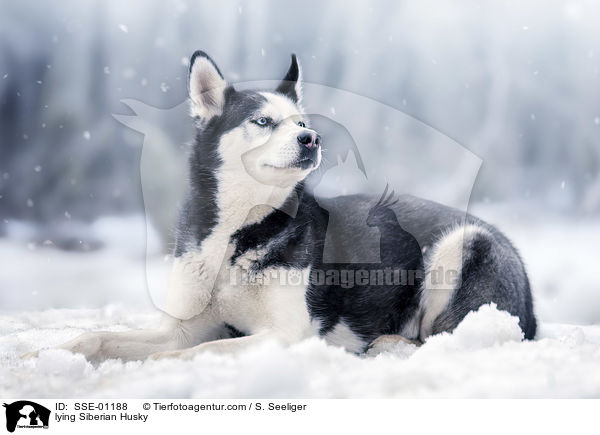 liegender Siberian Husky / lying Siberian Husky / SSE-01188