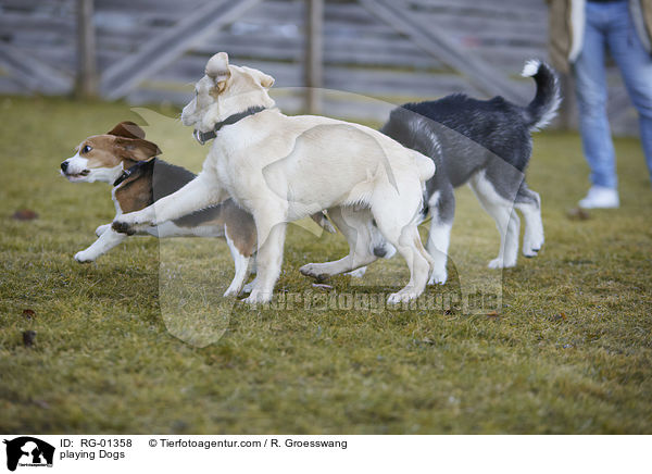 spielende Hunde / playing Dogs / RG-01358