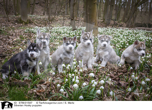 Siberian Husky Welpen / Siberian Husky puppies / STM-01587