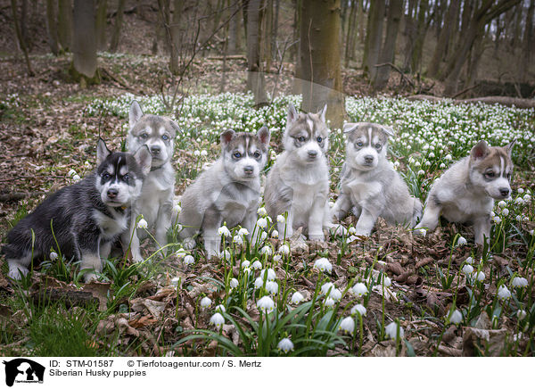 Siberian Husky puppies / STM-01587