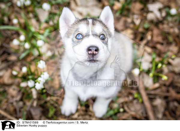 Siberian Husky Welpe / Siberian Husky puppy / STM-01589