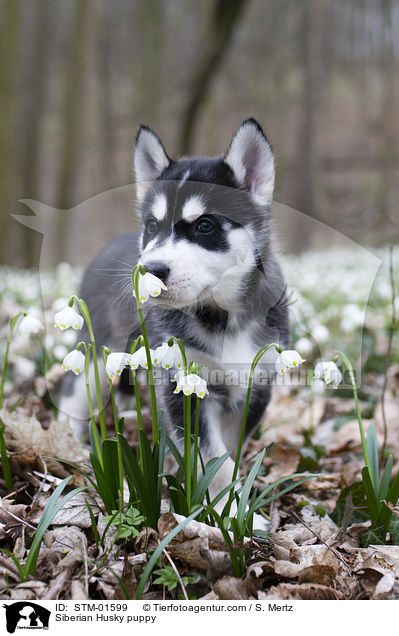 Siberian Husky Welpe / Siberian Husky puppy / STM-01599