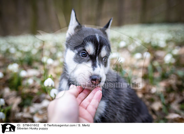 Siberian Husky Welpe / Siberian Husky puppy / STM-01602