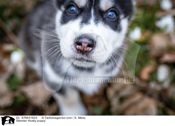 Siberian Husky Welpe / Siberian Husky puppy / STM-01603