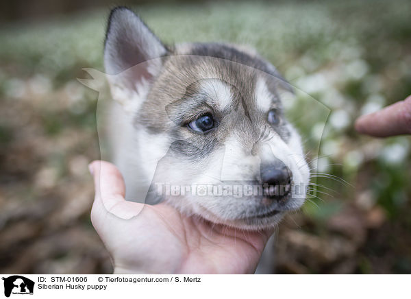 Siberian Husky Welpe / Siberian Husky puppy / STM-01606