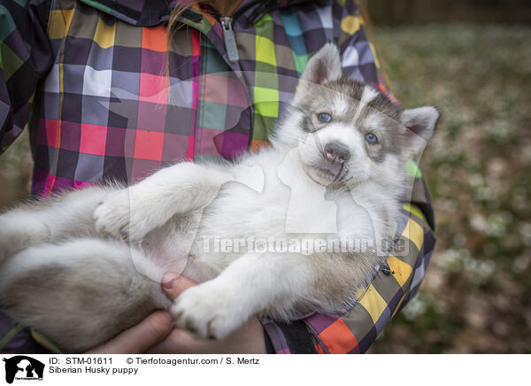 Siberian Husky Welpe / Siberian Husky puppy / STM-01611