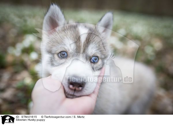 Siberian Husky Welpe / Siberian Husky puppy / STM-01615