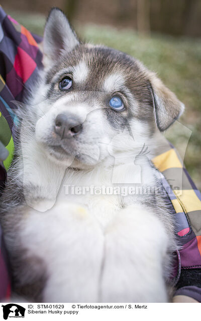 Siberian Husky puppy / STM-01629