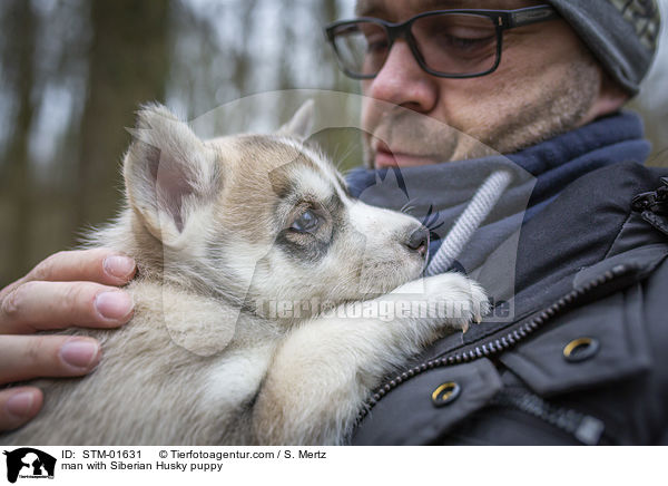 Mann mit Siberian Husky Welpe / man with Siberian Husky puppy / STM-01631