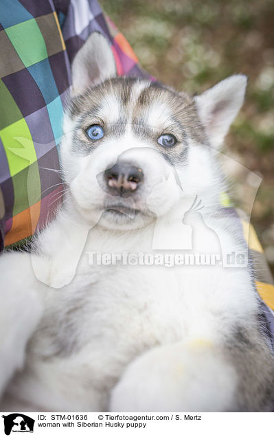 Frau mit Siberian Husky Welpe / woman with Siberian Husky puppy / STM-01636