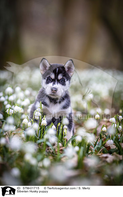 Siberian Husky puppy / STM-01715