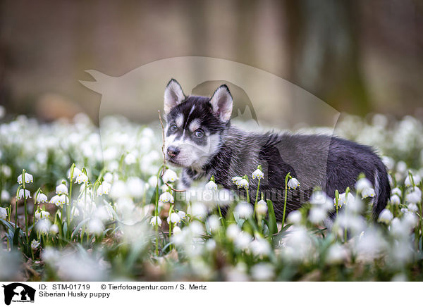 Siberian Husky Welpe / Siberian Husky puppy / STM-01719