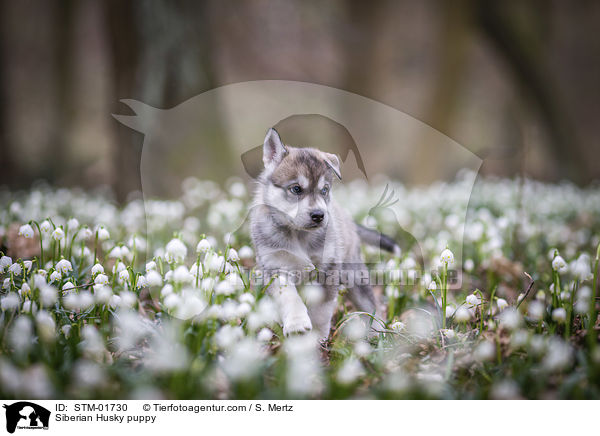 Siberian Husky Welpe / Siberian Husky puppy / STM-01730