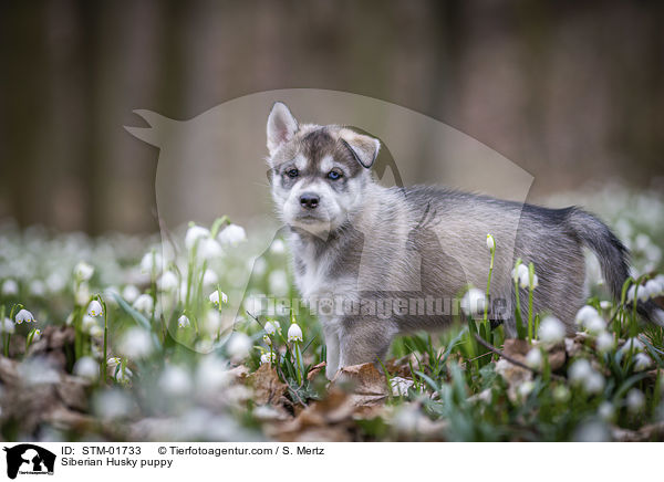 Siberian Husky Welpe / Siberian Husky puppy / STM-01733
