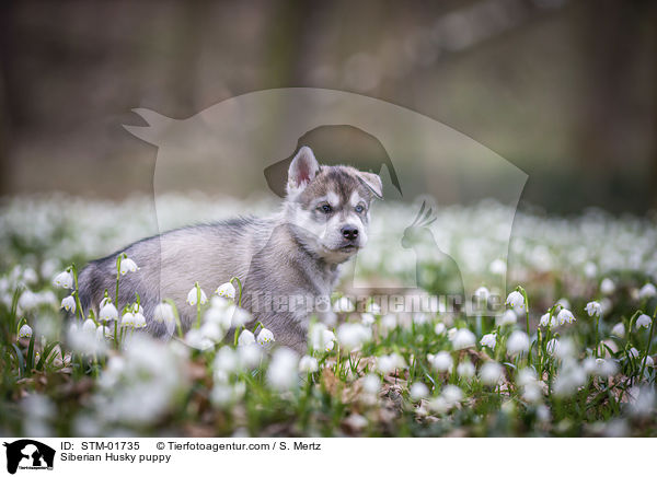 Siberian Husky Welpe / Siberian Husky puppy / STM-01735