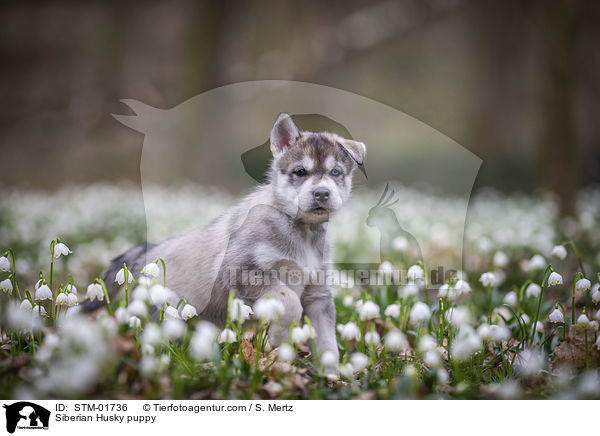 Siberian Husky Welpe / Siberian Husky puppy / STM-01736