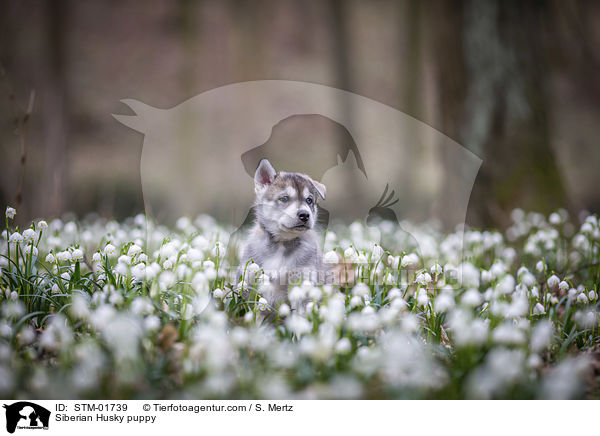 Siberian Husky Welpe / Siberian Husky puppy / STM-01739