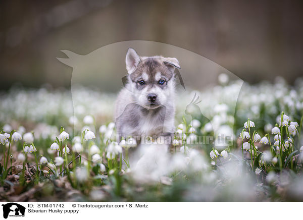 Siberian Husky Welpe / Siberian Husky puppy / STM-01742
