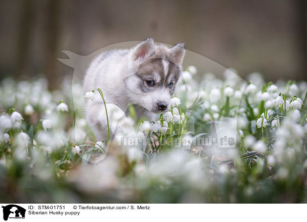 Siberian Husky Welpe / Siberian Husky puppy / STM-01751