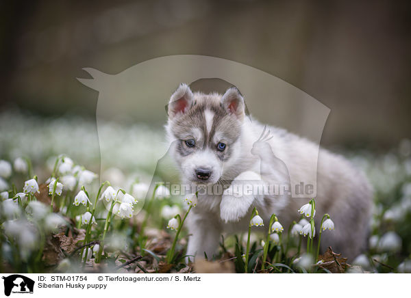 Siberian Husky puppy / STM-01754