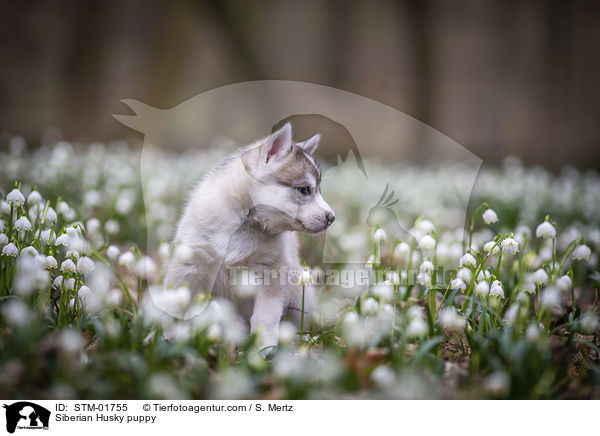 Siberian Husky Welpe / Siberian Husky puppy / STM-01755