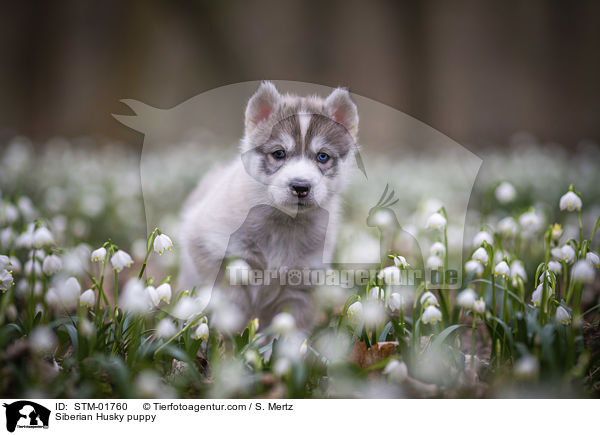 Siberian Husky Welpe / Siberian Husky puppy / STM-01760