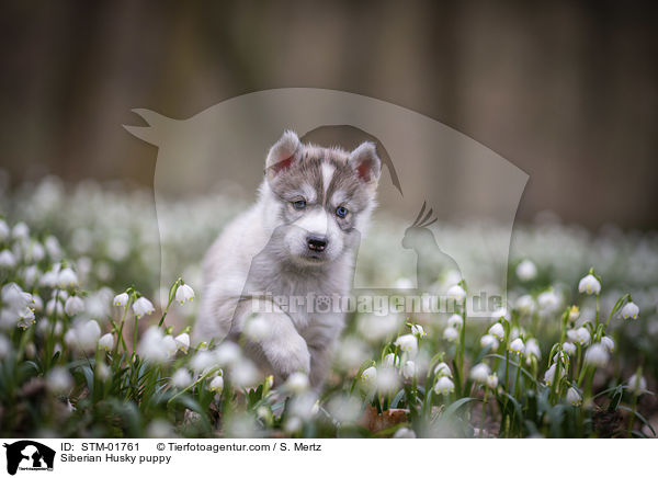 Siberian Husky Welpe / Siberian Husky puppy / STM-01761