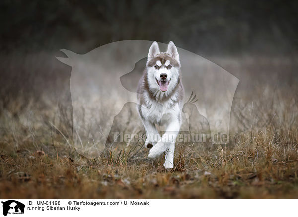 running Siberian Husky / UM-01198