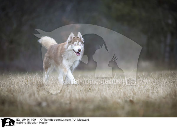 laufender Siberian Husky / walking Siberian Husky / UM-01199