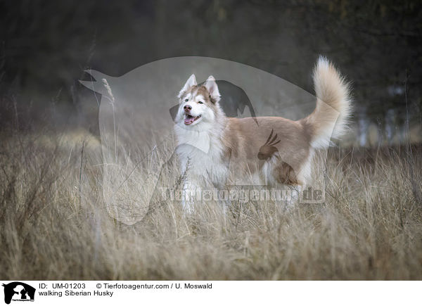 laufender Siberian Husky / walking Siberian Husky / UM-01203